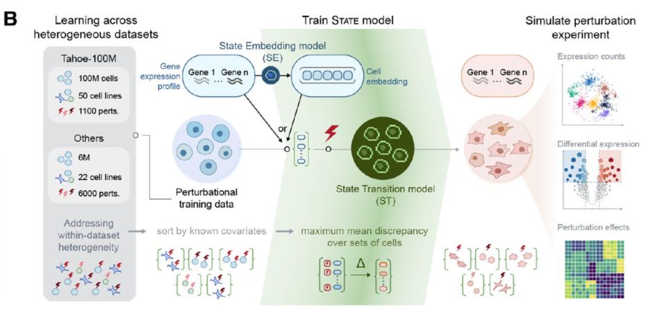Virtual Cell Build Arc Virtual Cell Challenge part 3: how to train your own Virtual Cell Model