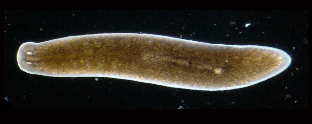 Planaria - Wikipedia