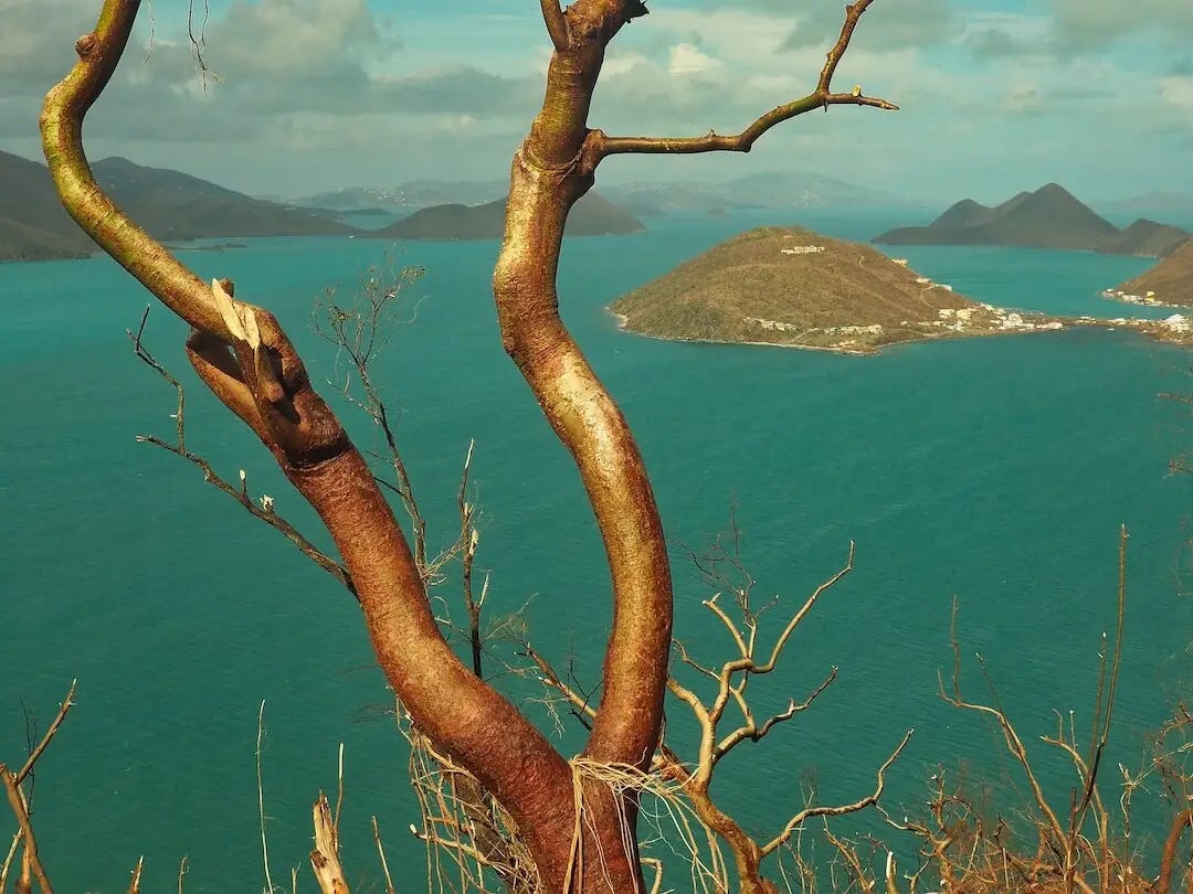 Bare branches on a tree with the sea in the background