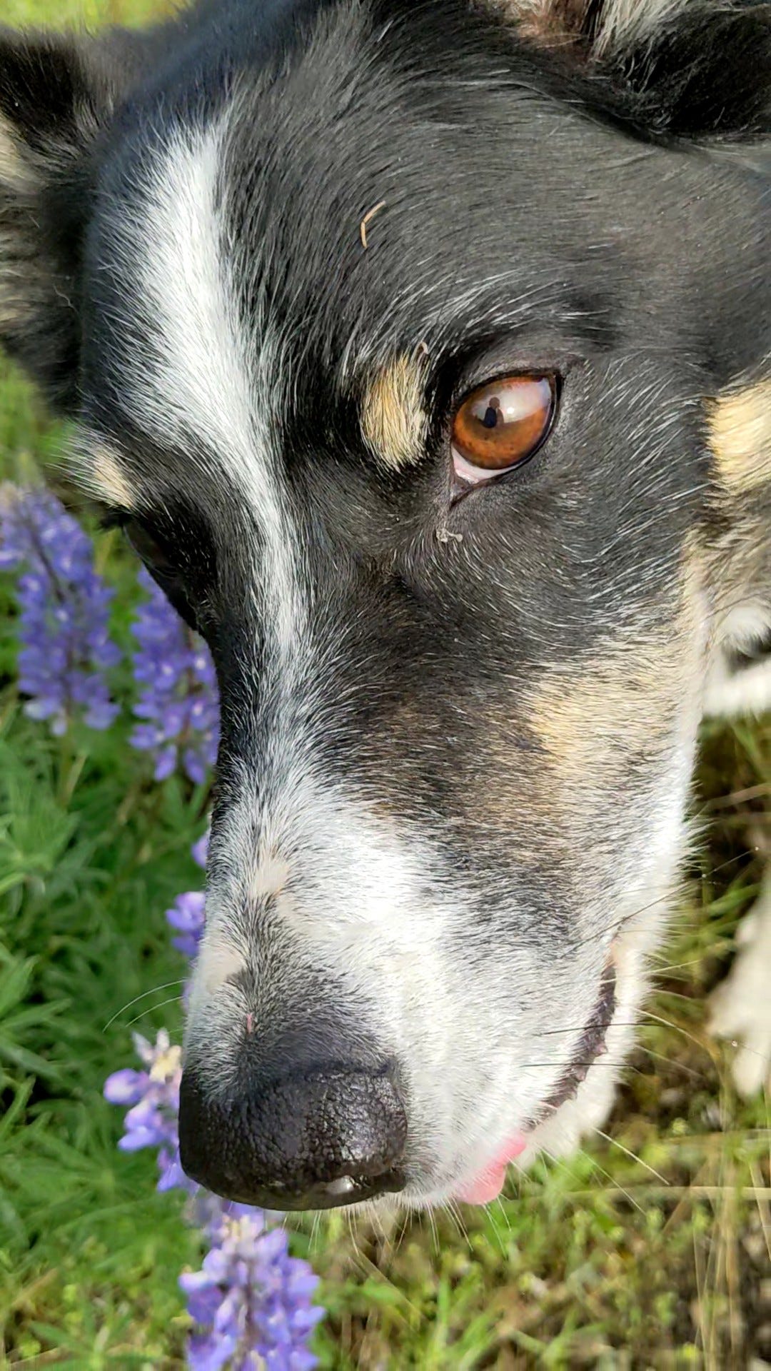 Dog in field looking beseechingly at camera