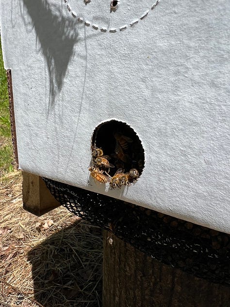 An oversized bee suit, opening my nuc for the first, time, installing the nuc frames in my hive, and a picture of the hive in a stand of birch trees.