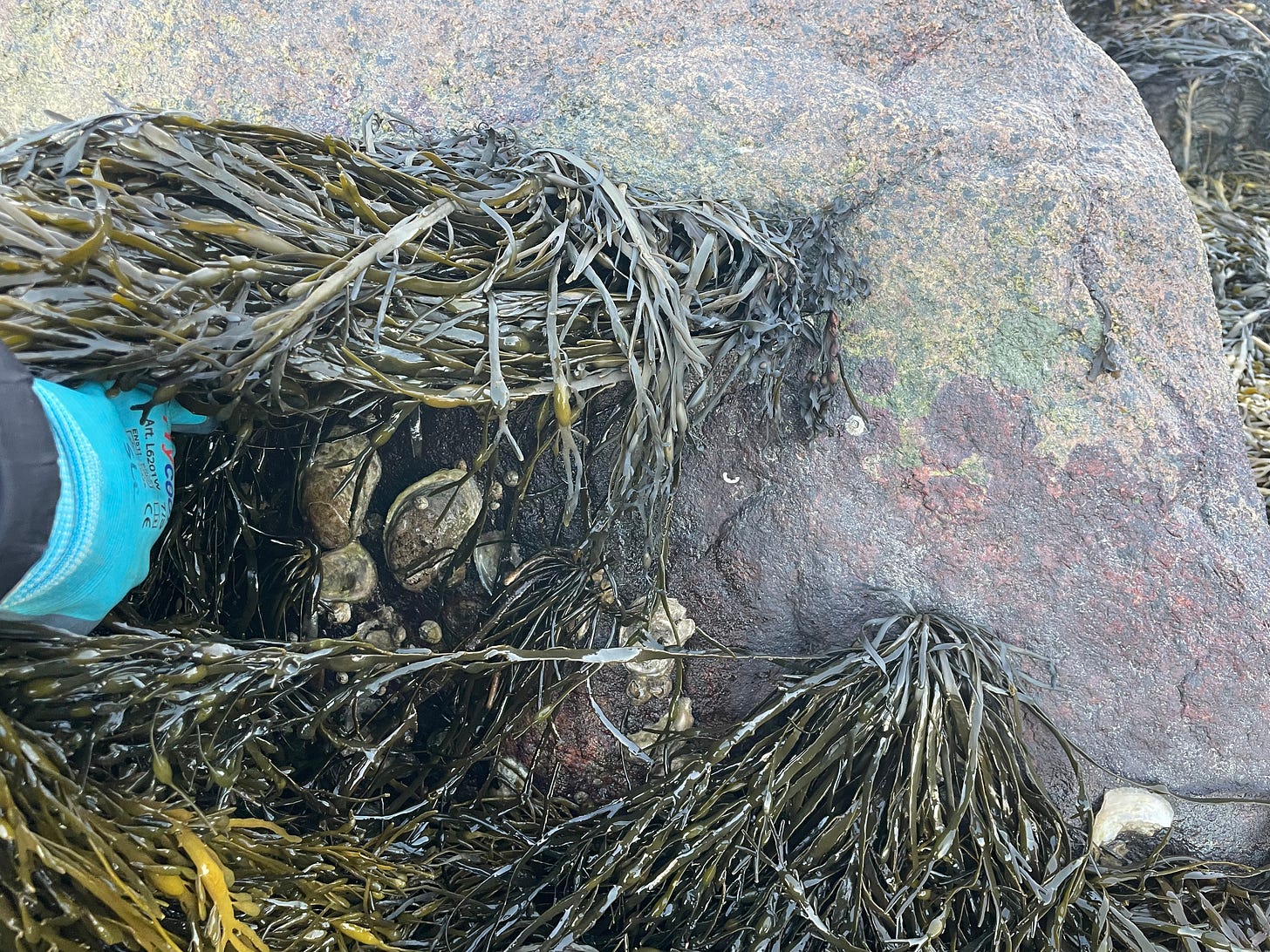 Pulling aside rockweed to reveal oysters hiding underneath. Pulling aside rockweed to reveal oysters hiding underneath.