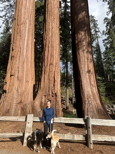 Photos of giant sequoia trees
