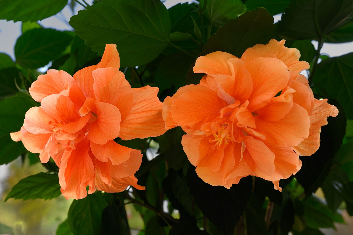 Two orange hibiscus flowers and green leaves surrounding them