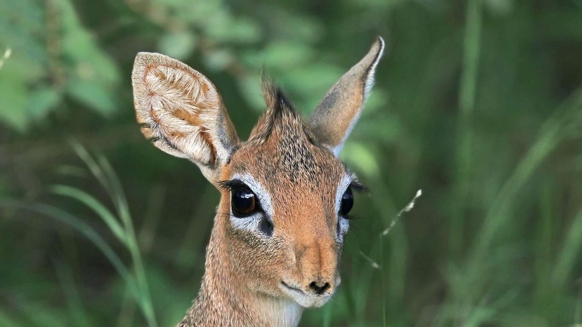 Dik-dik snouts twitch for a reason — and it’s adorable