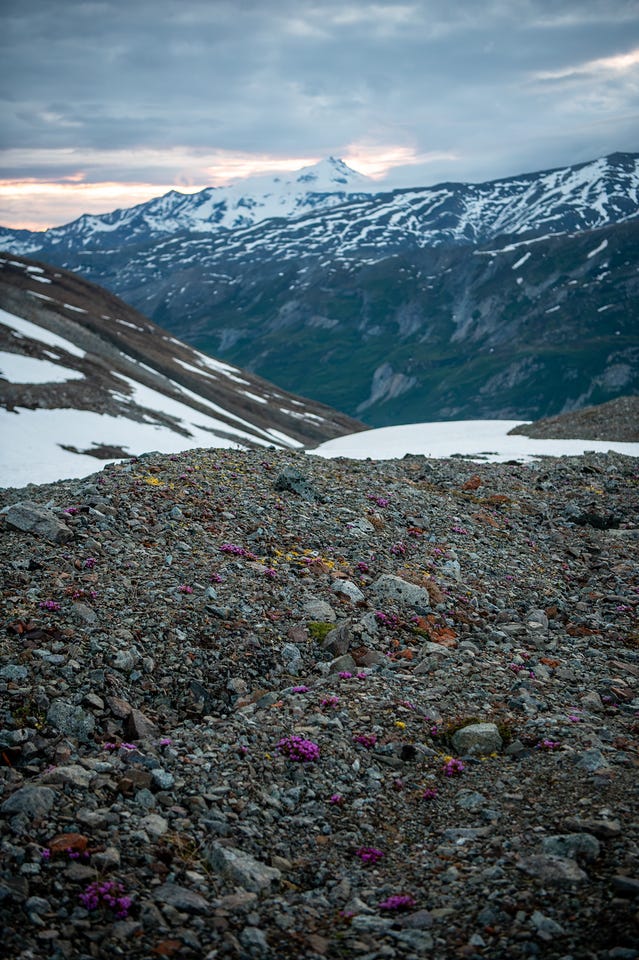 Low mats of purple mountain saxifrage bloom magenta-pink across a slope of grey and rust-colored scree in the foreground. Beyond, the ground drops to a deep valley, then rises again as a massive snow-streaked mountain wall, the pointed summit of Silvertip catching a band of sunset color under heavy grey cloud. Small patches of yellow lichen dot the rocks among the flowers.