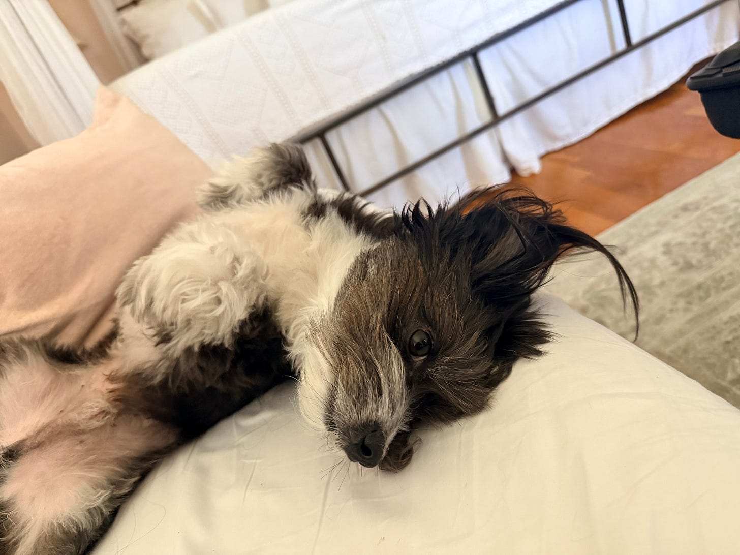 A small, shaggy black-and-white dog lies on its back on pale bedding, its fluffy paws curled up as a hand gently strokes its belly. A small, shaggy black-and-white dog lies on its back on pale bedding, its fluffy paws curled up as a hand gently strokes its belly.