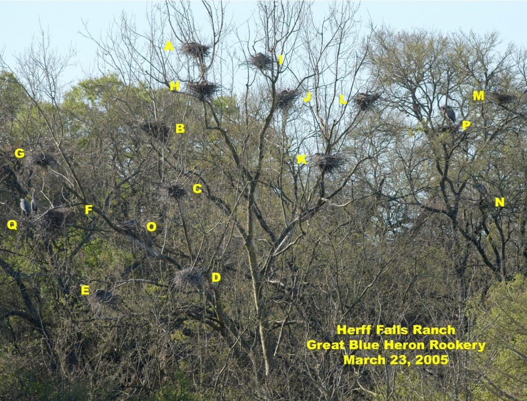 Birds nests in a tree

AI-generated content may be incorrect.