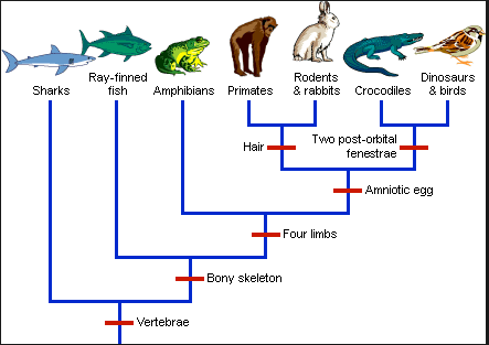 How to read a dendrogram - The Institute of Canine Biology