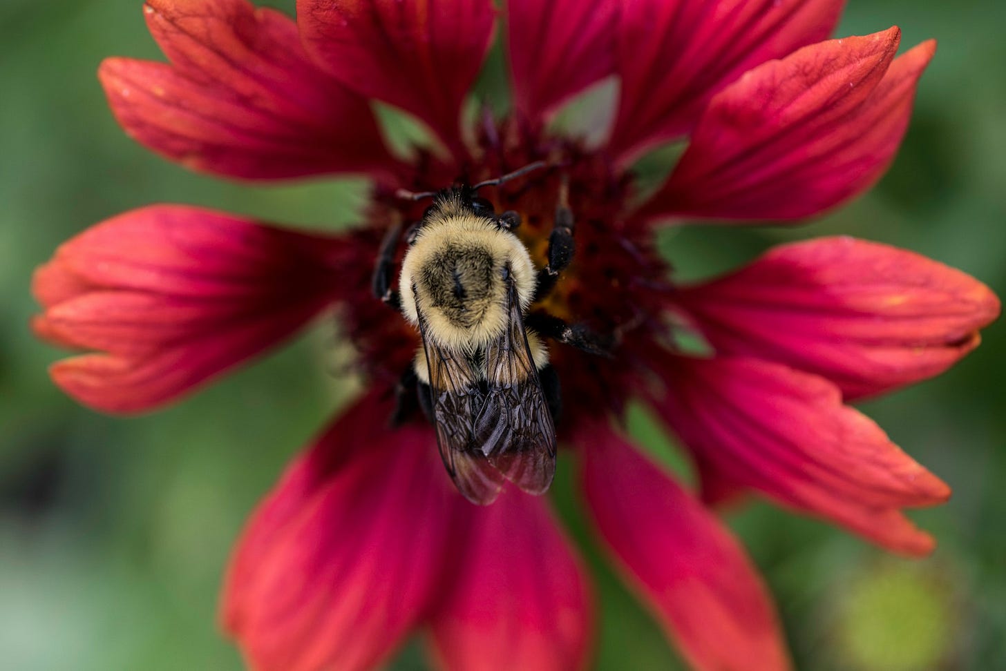 selective photography of black insect on red petaled flower