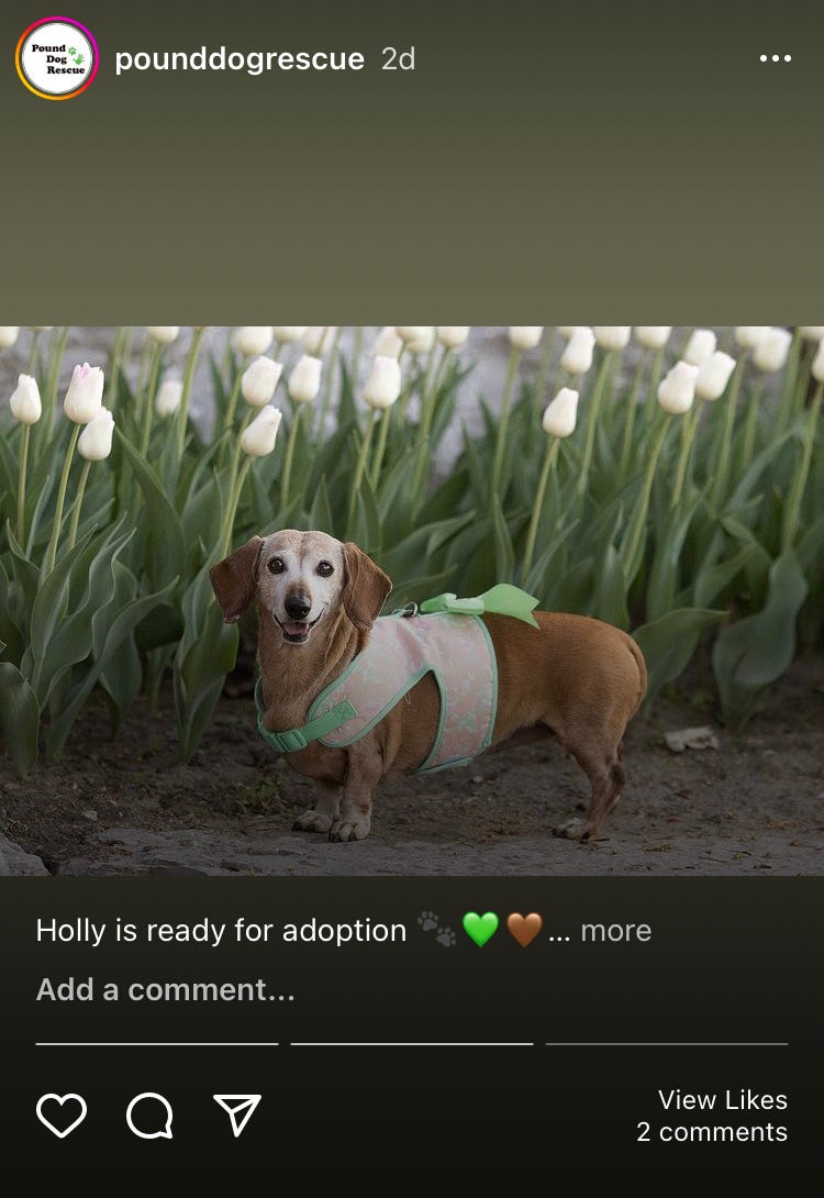 Instagram post by Pound Dog Rescue featuring a photo of a dog ready for adoption Instagram post by Pound Dog Rescue featuring a photo of a dog ready for adoption