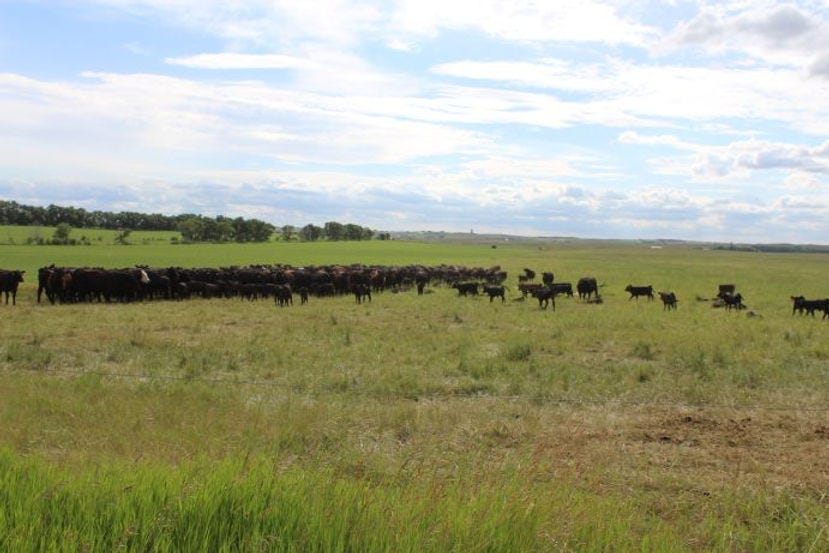 Grazing cattle, Brown's Ranch