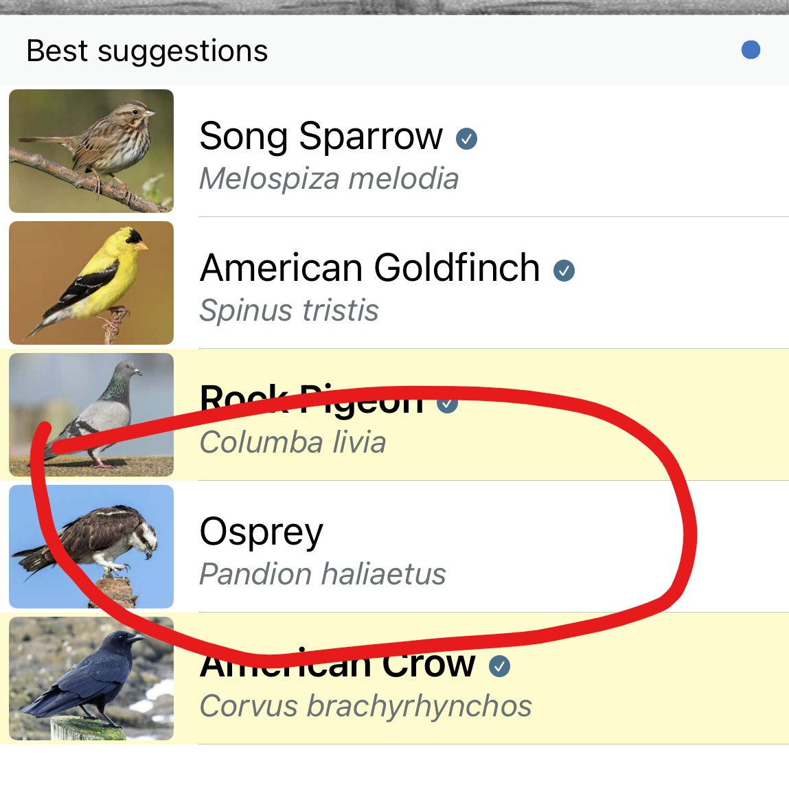 A screenshot from the Merlin Bird ID app which suggests a number of birds, including an osprey.