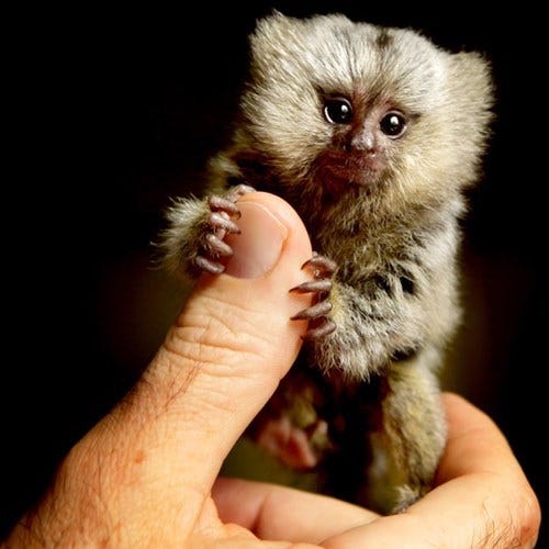 I Can Has Cheezburger? - marmoset - Funny Animals Online - Cheezburger I Can Has Cheezburger? - marmoset - Funny Animals Online - Cheezburger