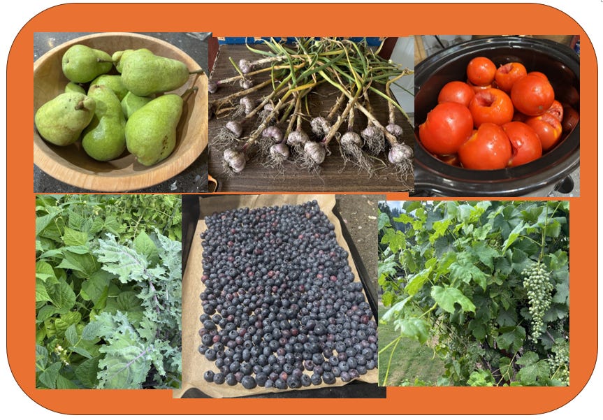 Garden bounty: photo of pears, garlic, kale, beans, blueberries, grapes and tomatoes Garden bounty: photo of pears, garlic, kale, beans, blueberries, grapes and tomatoes
