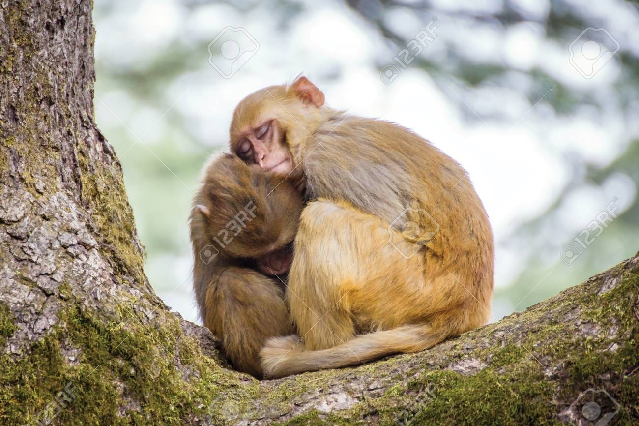 Two Cute Monkeys Sleeping On Each Other Stock Photo, Picture and Royalty  Free Image. Image 108180079.