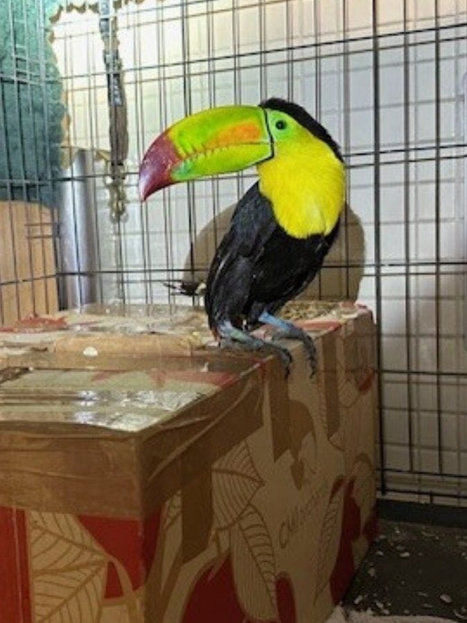 This keel-billed toucan was smuggled into the US along with 21 parrots This keel-billed toucan was smuggled into the US along with 21 parrots