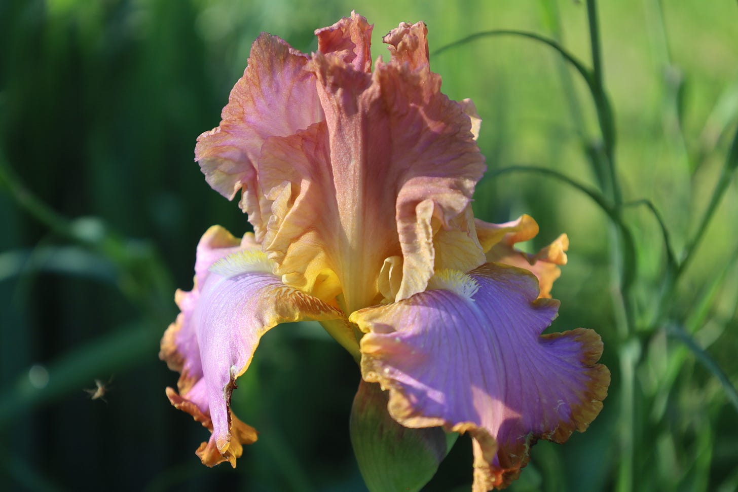 One of our gorgeous iris One of our gorgeous iris