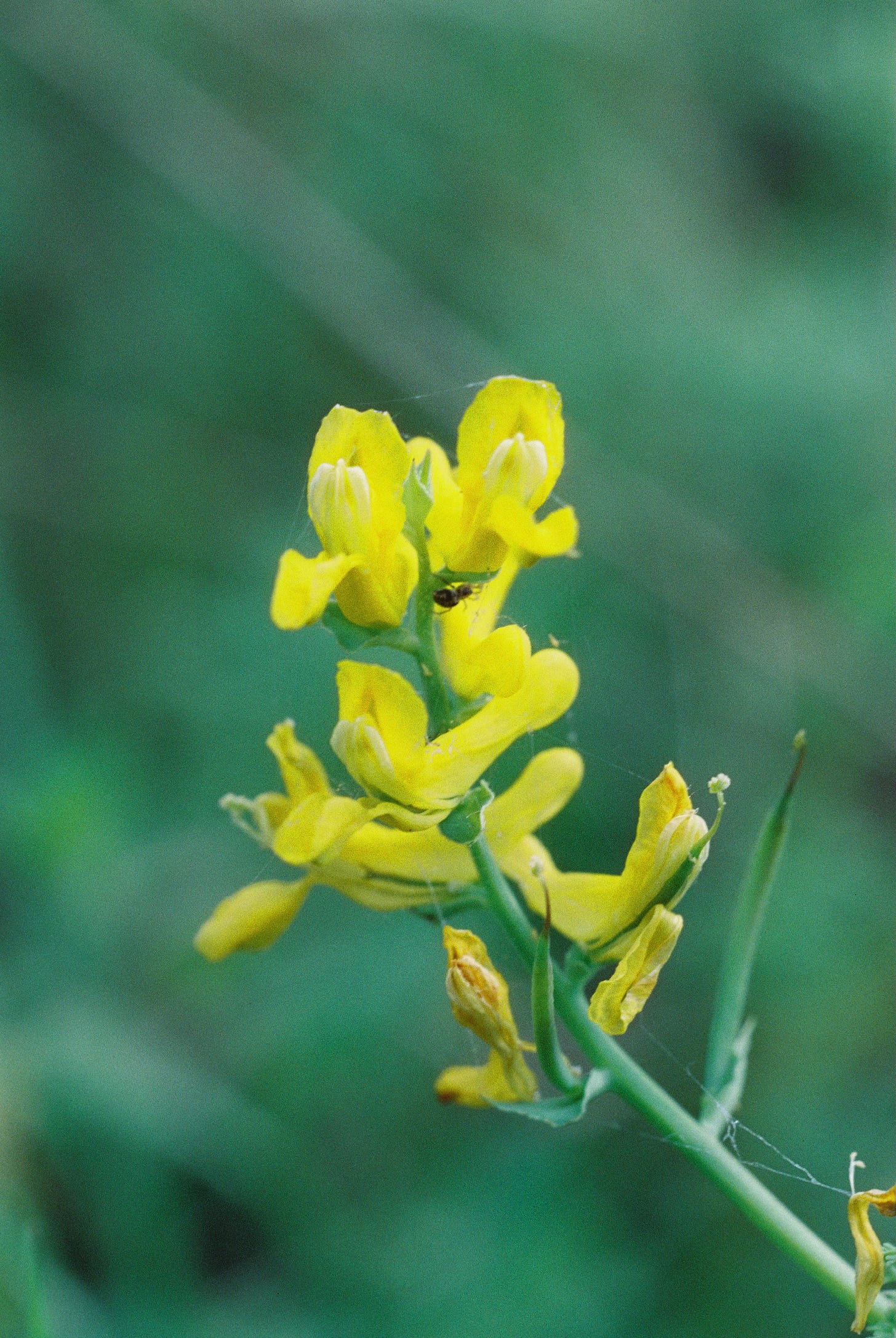 Yellow flowers of Corydalis aurea 