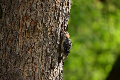 Picture of blue jay on a shag bark tree; two cat birds, one on a porch railing, another watching from behind, blurred; red-bellied woodpecker with its ear agains the trunk of a tree; close up of a bee with pollen all over its legs and body; close up of a bloom with closed buds in the middle and open buds on the outside; close up of a bee on a bright pink flower.