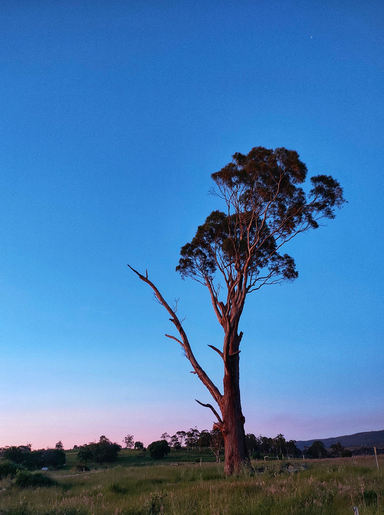 Solitary Tree - Rowella, Tasmania - Nov 2022
