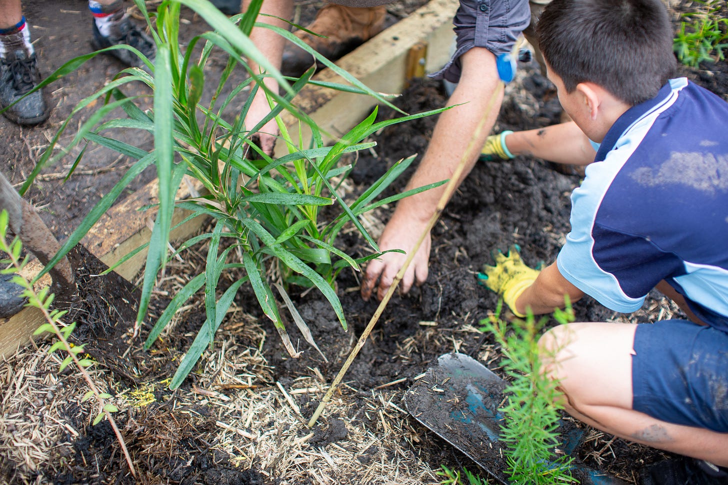 A schoolkid kneeling on the ground to plant a seedling