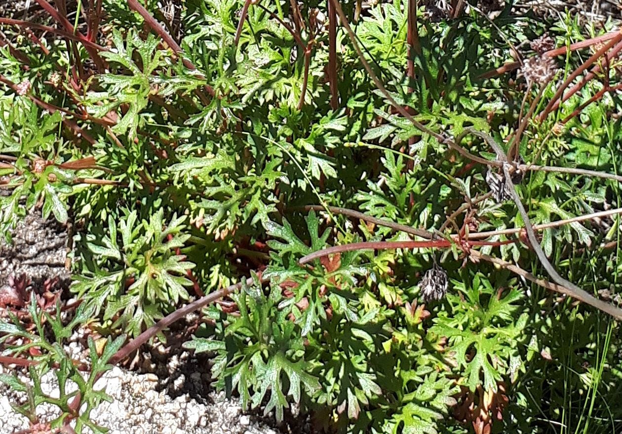 Trachymene incisa [foliage].jpg