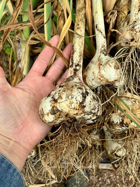 harvesting softneck garlic