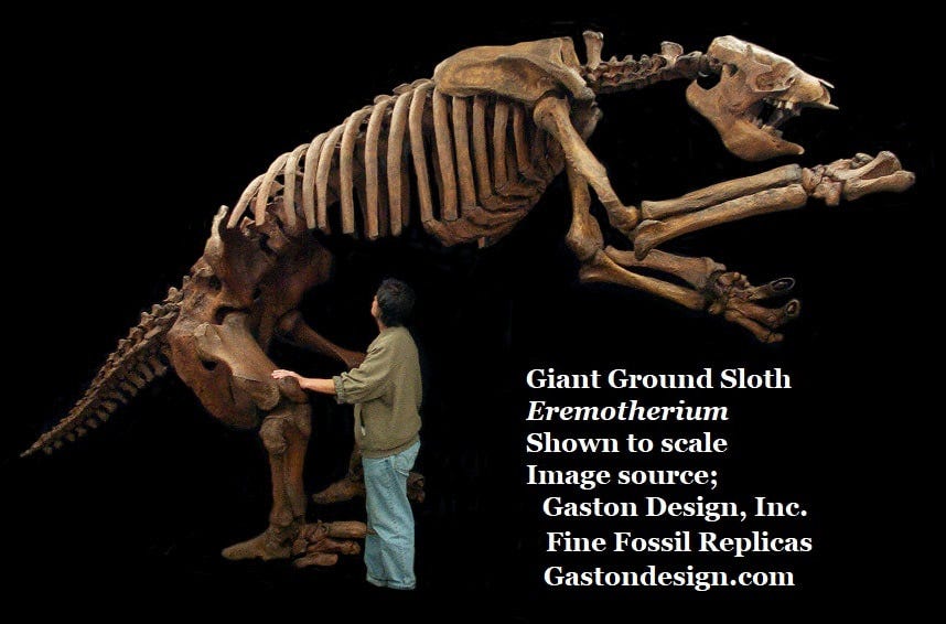 20J; Watkins Quarry Pleistocene Vertebrates, Glynn County, GA - Exploring  Georgia's Natural History