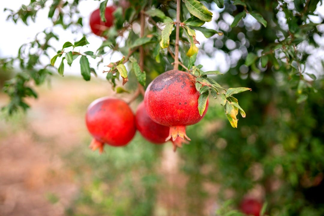 a bunch of pomegranates hanging from a tree a bunch of pomegranates hanging from a tree