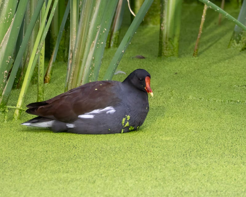 20250918-Sweetwater-109-Edit.jpg 20250918-Sweetwater-109-Edit.jpg