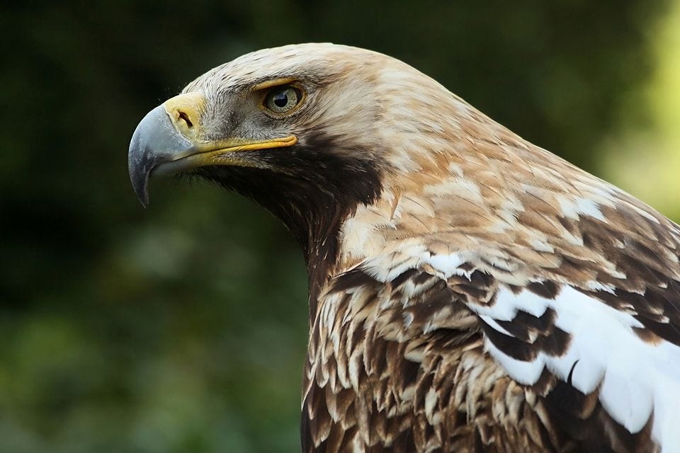 File:Kaiseradler Aquila heliaca e amk.jpg File:Kaiseradler Aquila heliaca e amk.jpg