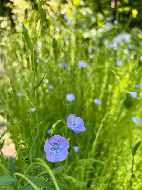 Images of different stages of flax – seed, sprouts, flowers, capsules, harvest, processed fiber and yarn.