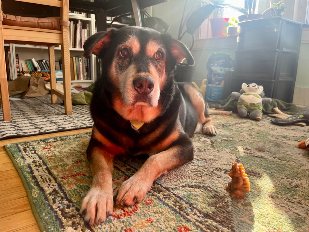 Medium-sized dog looks off-camera