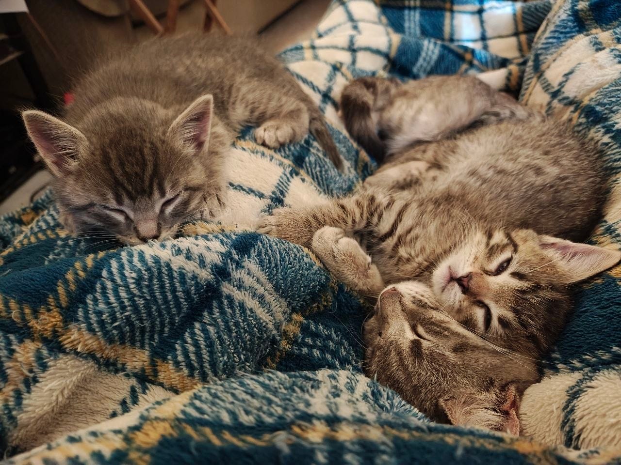 Alt text: Two small tabby kittens sleep curled up with their mother on a plush blue, cream, and gold plaid blanket. One kitten is stretched out asleep on the left, while the mother cat rests on the right, cuddling another kitten close against her face and paws.