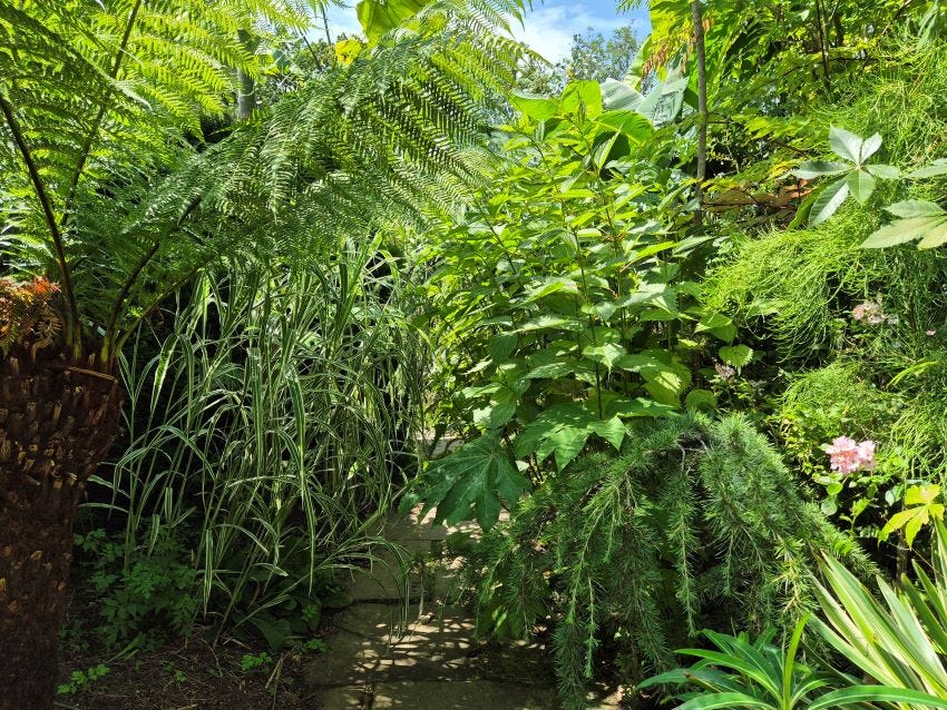 Subtropicals at Great Dixter Garden copyright Anne Wareham