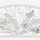 オオタニワタリの幻想