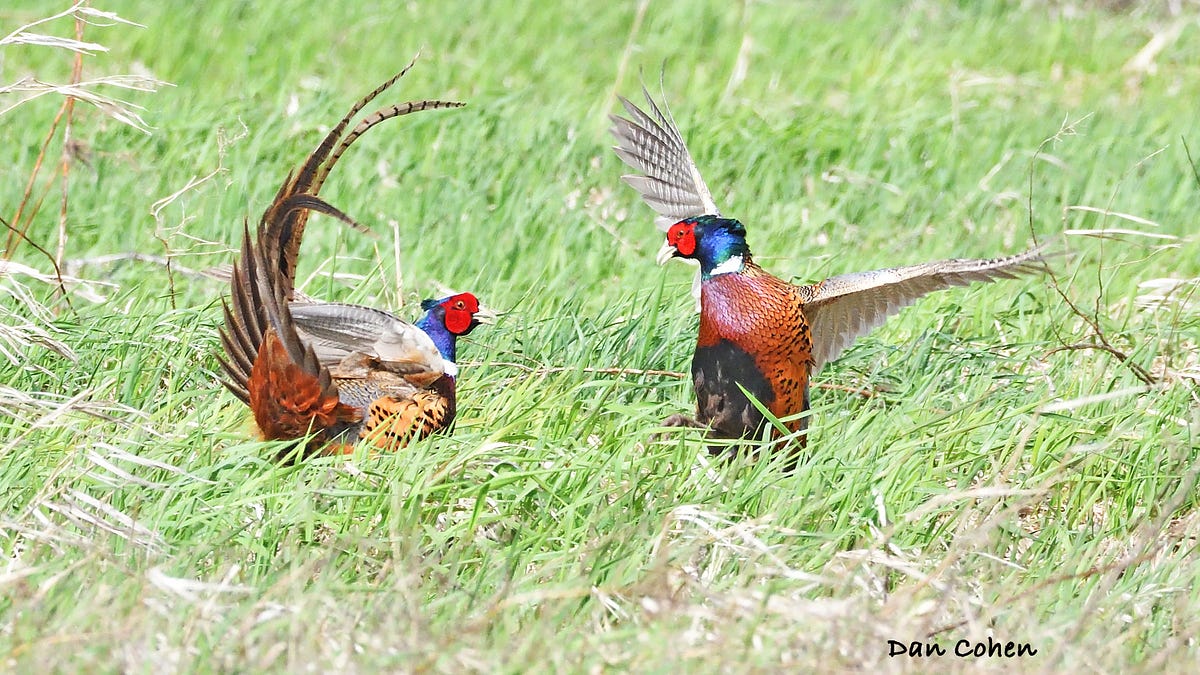 Pheasant Battle