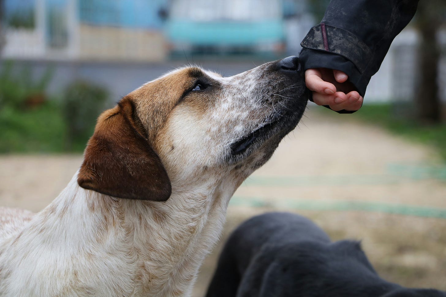 A stray dog sniffs a hand extended towards it. A stray dog sniffs a hand extended towards it.