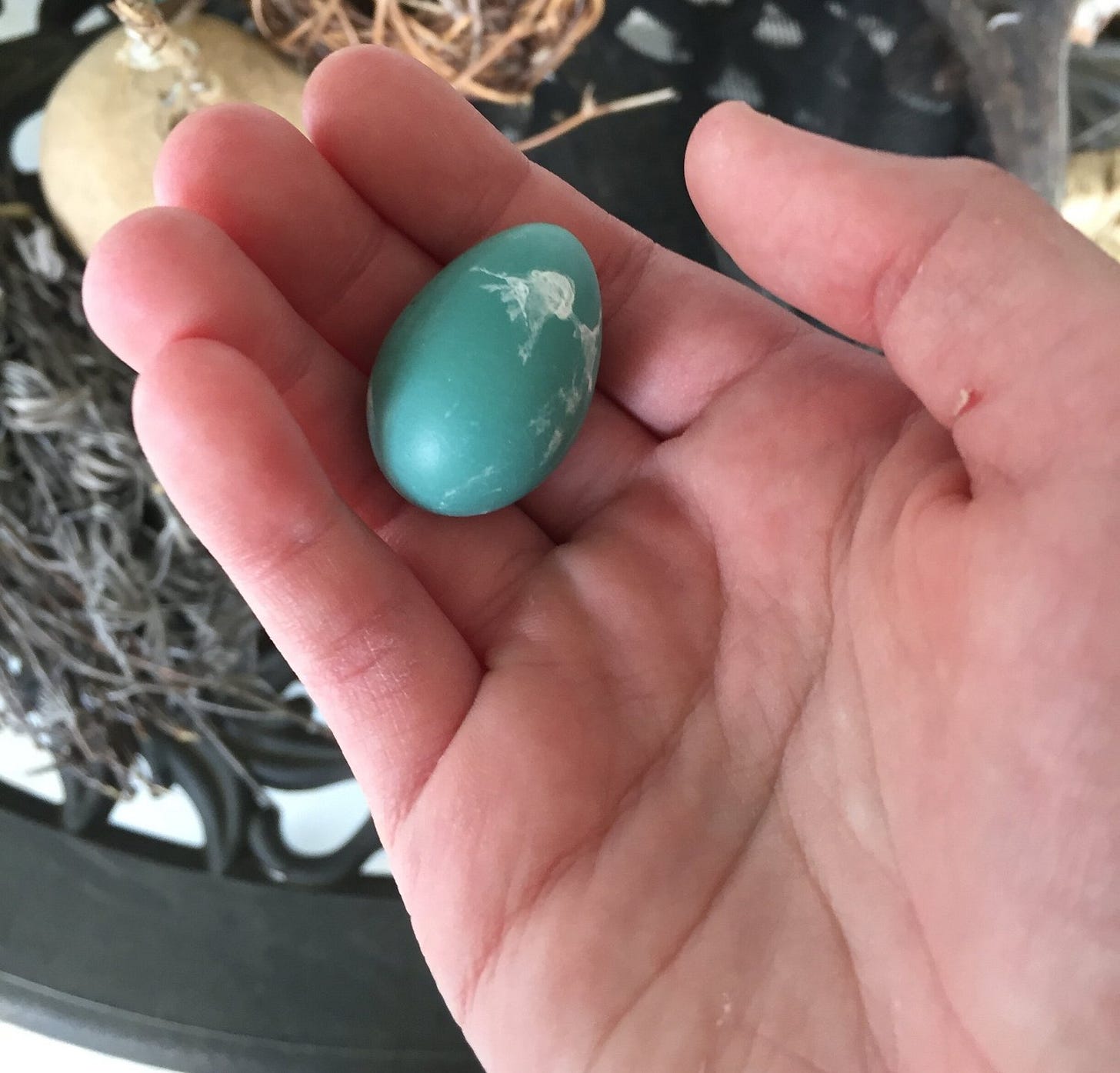 Baby Robins! — Thin Place Farm