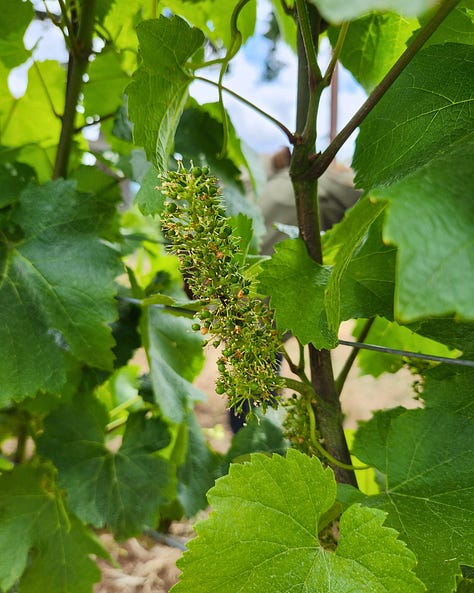 Beautiful natural wine, Oregon Vineyard, budding vines, wine with a view