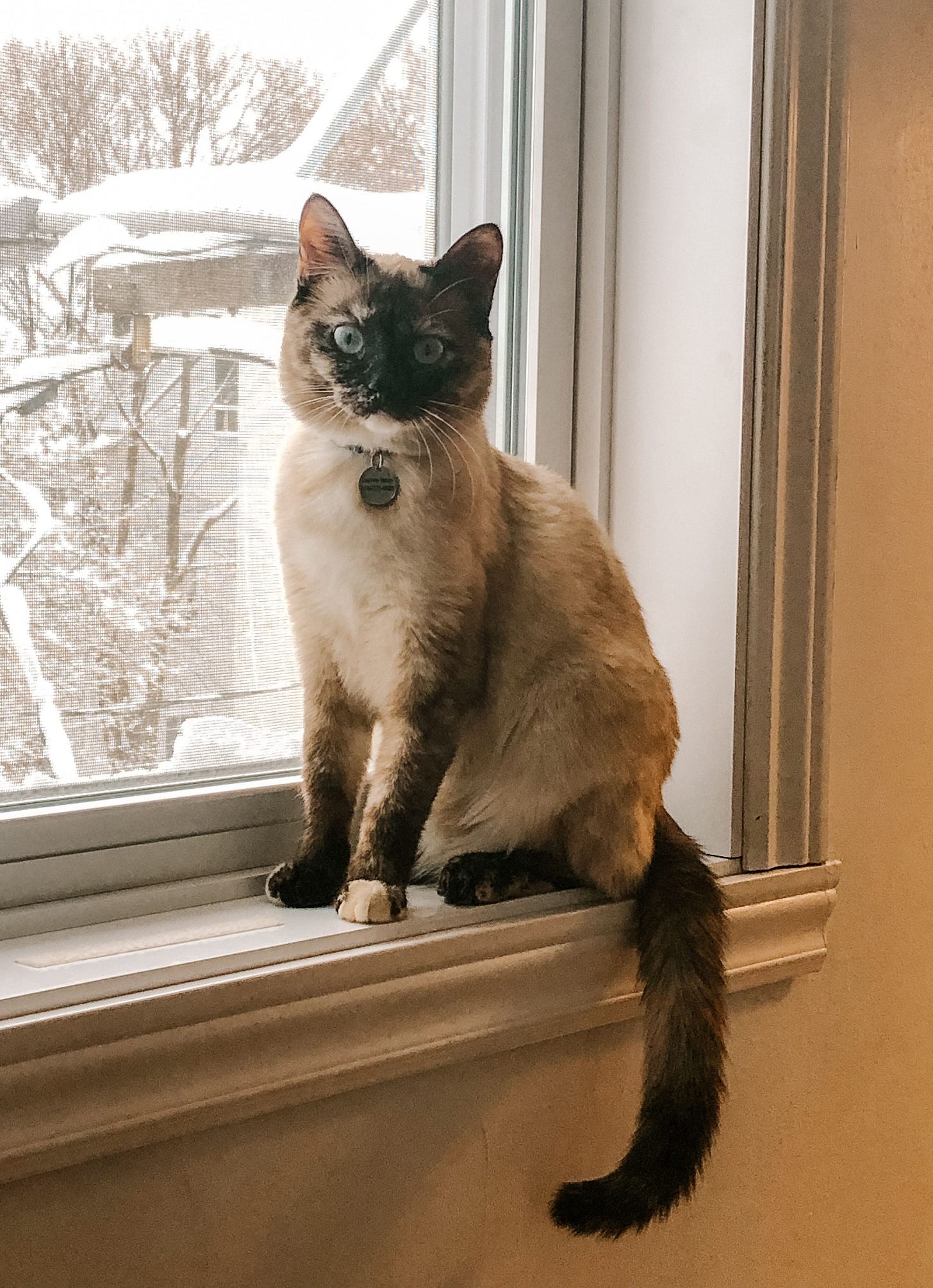 A calico cat named Skye sits gracefully on a windowsill, gazing calmly at the camera with striking blue eyes. Her coat is a unique blend of cream, brown, and black, with dark markings concentrated around her face and legs, resembling a Siamese but not of that breed. Behind her, snow-covered branches and a softly lit winter scene can be seen through the window. A calico cat named Skye sits gracefully on a windowsill, gazing calmly at the camera with striking blue eyes. Her coat is a unique blend of cream, brown, and black, with dark markings concentrated around her face and legs, resembling a Siamese but not of that breed. Behind her, snow-covered branches and a softly lit winter scene can be seen through the window.