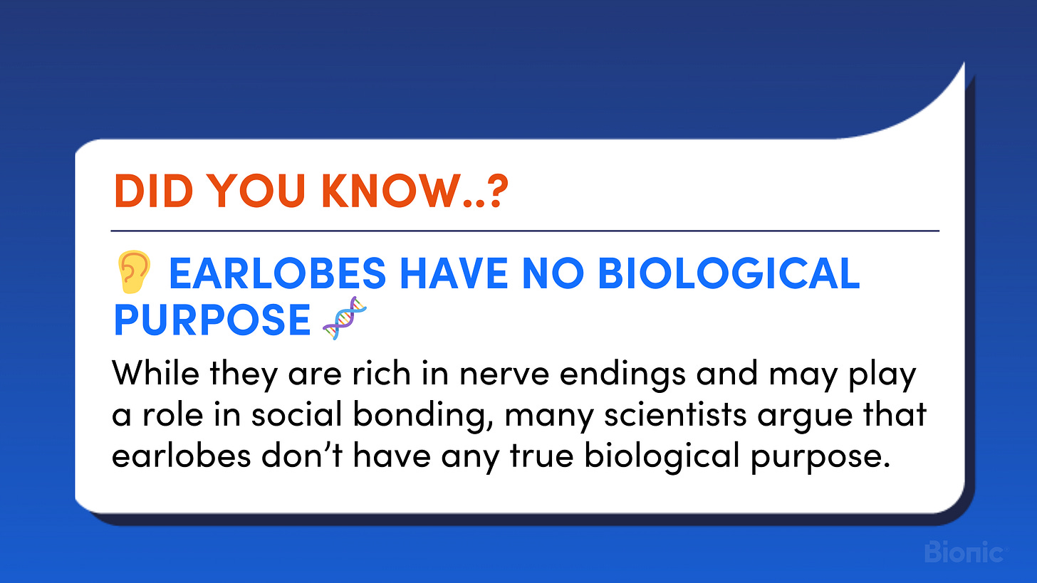 While they are rich in nerve endings and may play a role in social bonding, many scientists argue that earlobes don’t have any true biological purpose. 