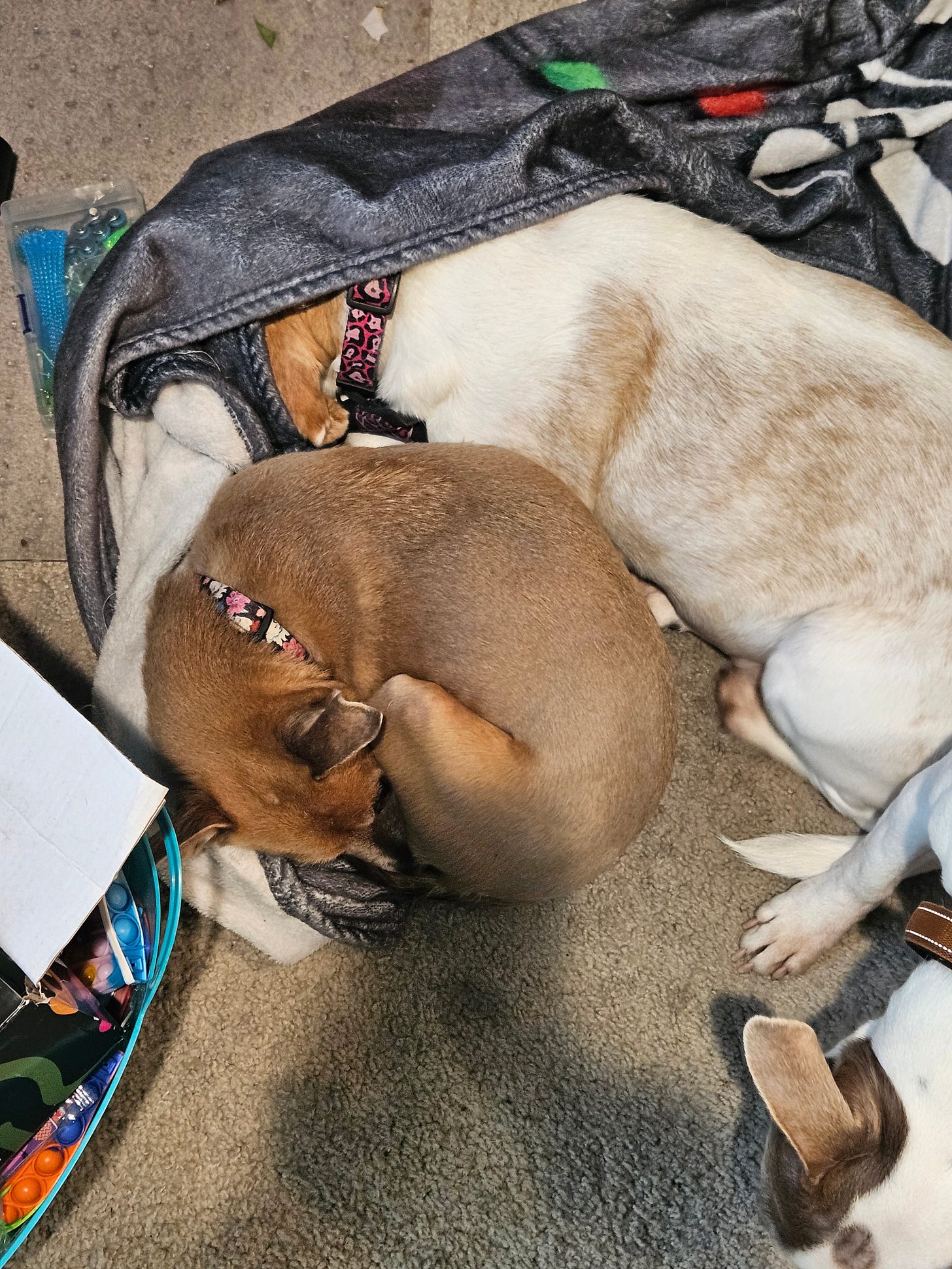 Three dogs sleeping next to each other. One has her head tucked under a blanket. The other two are curled up around her. Three dogs sleeping next to each other. One has her head tucked under a blanket. The other two are curled up around her.