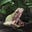 CityFrog's avatar