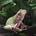 CityFrog's avatar