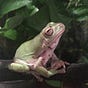 CityFrog's avatar
