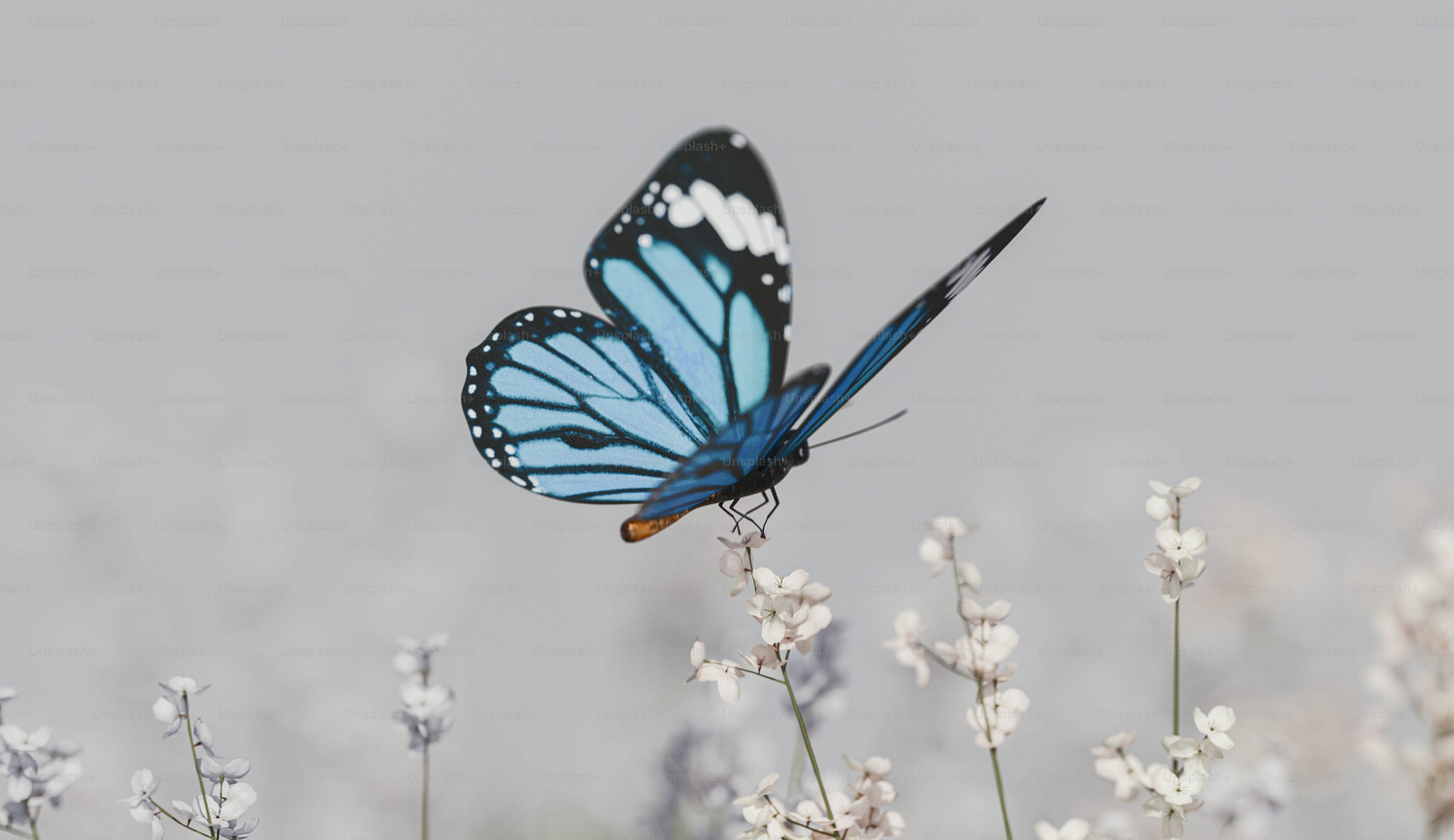 a blue butterfly sitting on top of a white flower