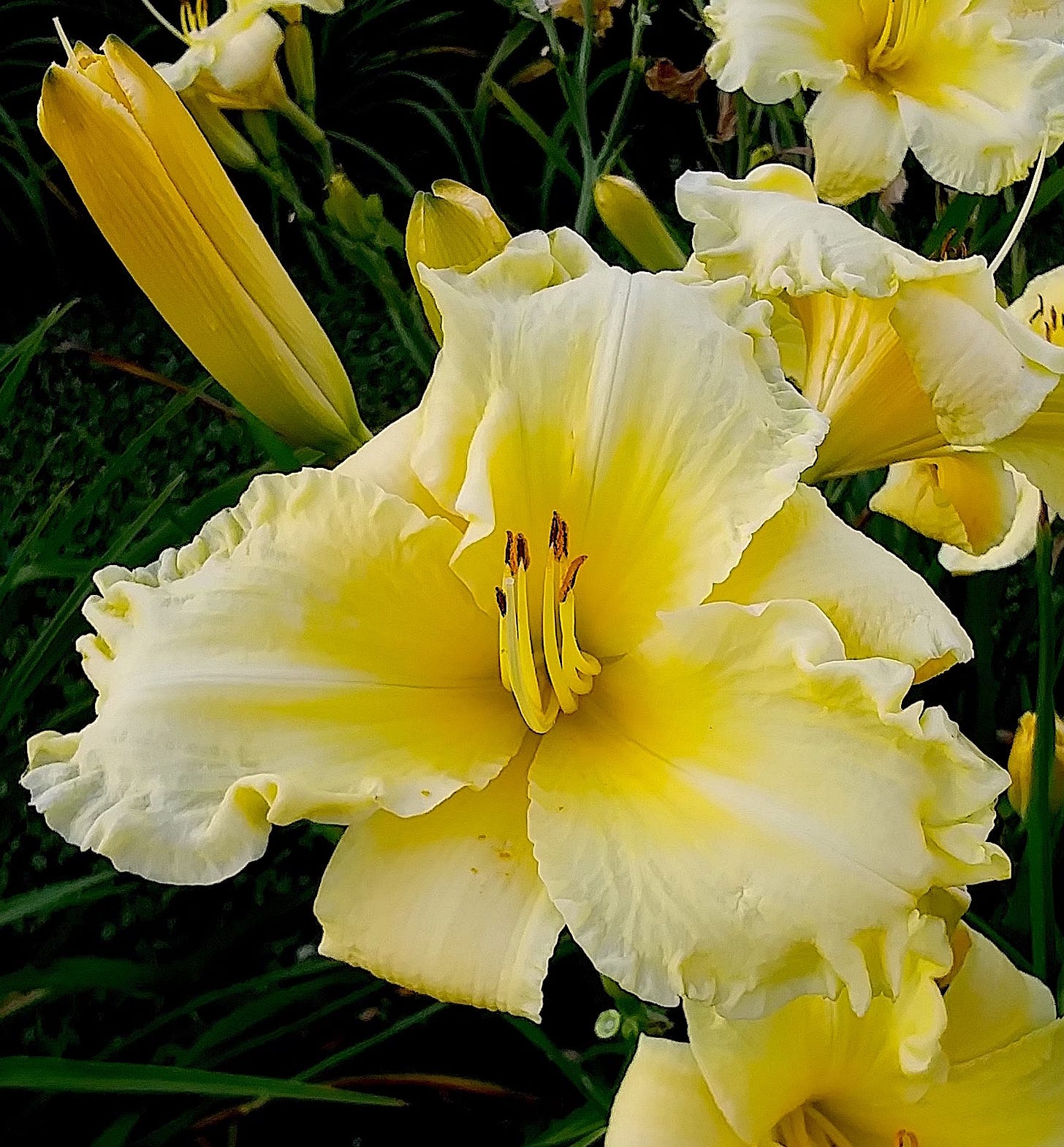 Daylily 'Evidence Of Light'