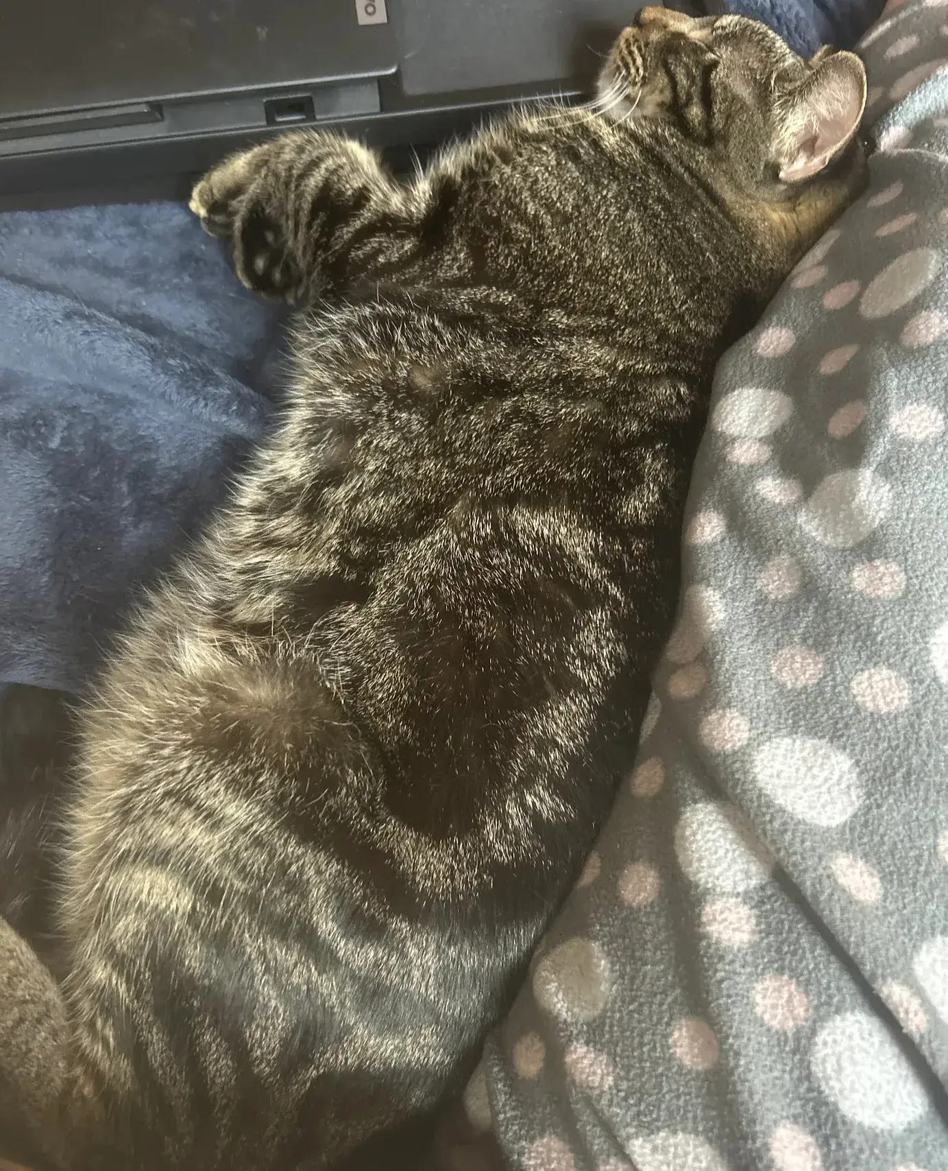 Close-up of a tabby sleeping on a blanket beside a laptop